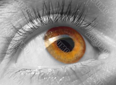 eye macro