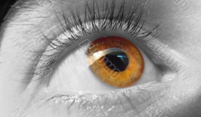 eye macro