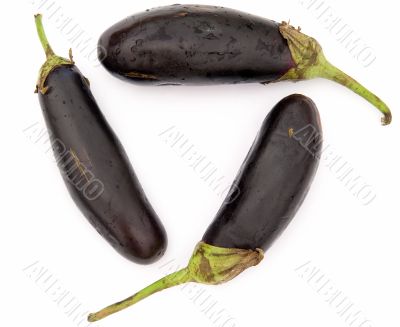 Three big eggplants
