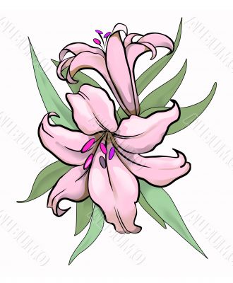 Two lilies illustration