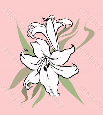 white lily