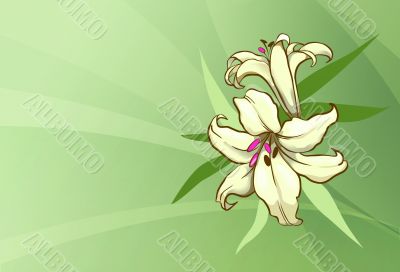 two yellow lily