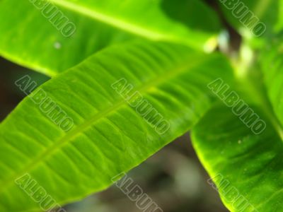 plant leaf green