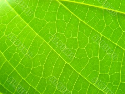 green leaf macro vains