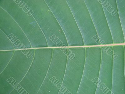 leaf macro lines