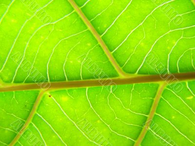 leaf macro lines