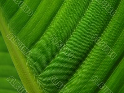 banana palm leaf green dark