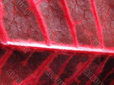 red leaf macro
