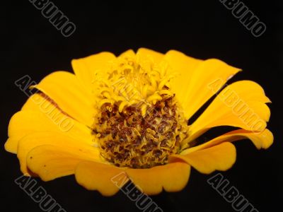 flower yellow