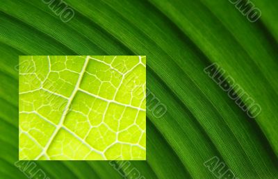 leaf macros bright dark