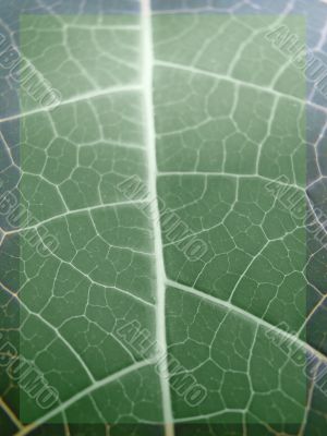 leaf macro lines