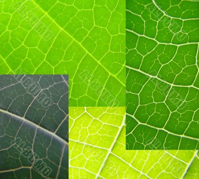 leaf collage green