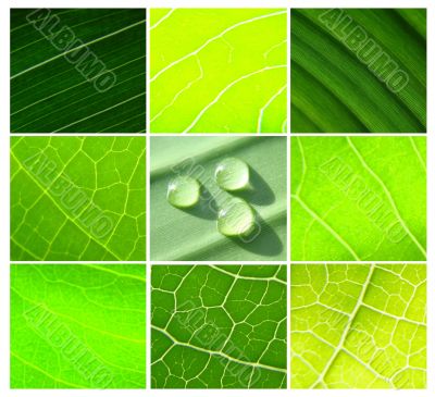 collage leaf geen