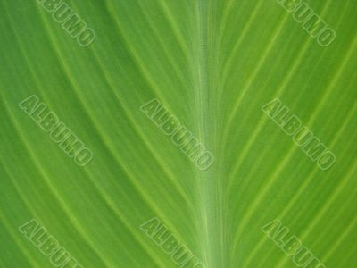 green leaf macro lines