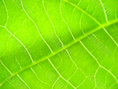 green leaf macro vains bright