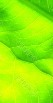 leaf macro lines