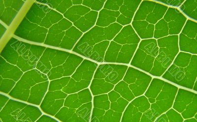 leaf macro lines