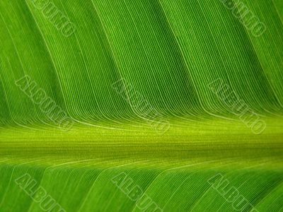 banana palm leaf green dark