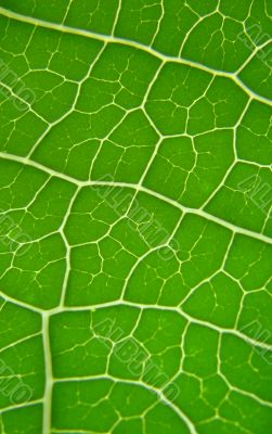 leaf macro lines