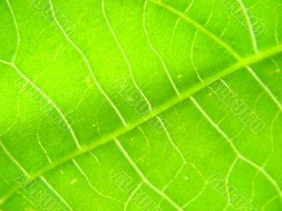 leaf macro lines