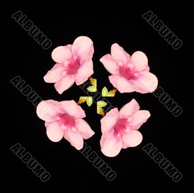black;leaf;bluff;crypt;funnel;night;plant;red;rose