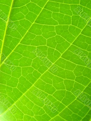 leaf macro lines