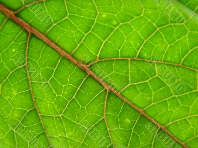 leaf macro lines