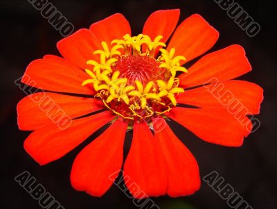 flower red leafs