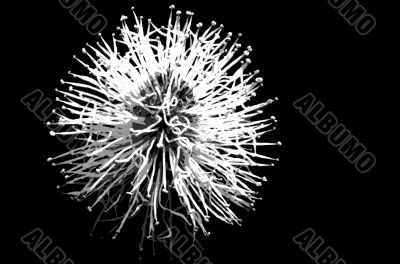 small flower