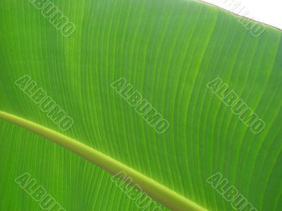 banana leaf green