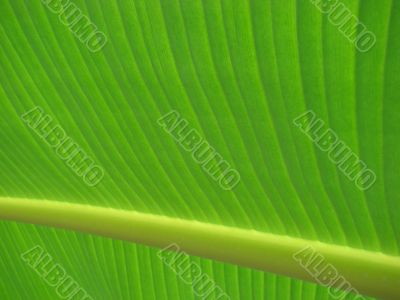 banana palm leaf green
