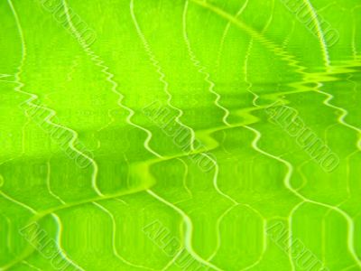 leaf macro lines