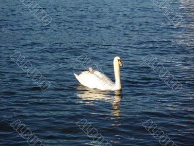 swan with baby