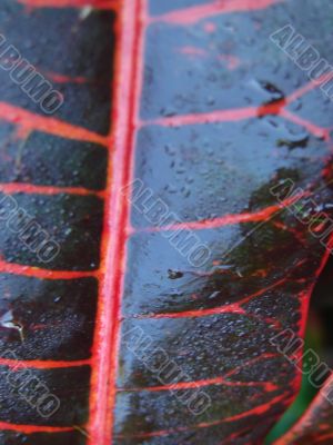 red leaf macro