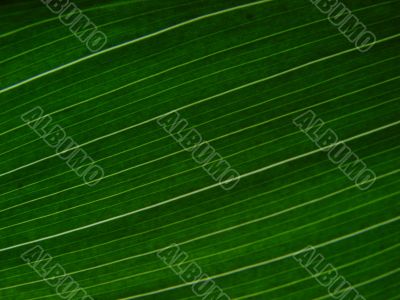 green leaf macro lines