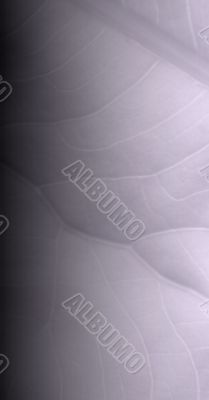 background grey leaf vain