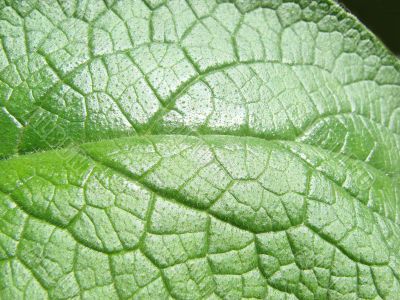 leaf macro lines