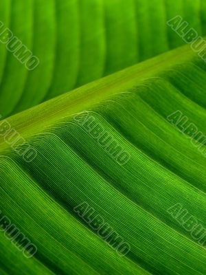 banana palm leaf green dark