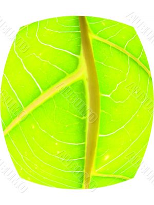 leaf macro lines