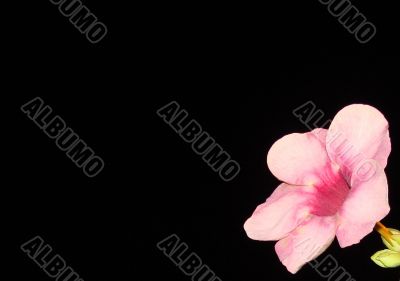 black;leaf;bluff;crypt;funnel;night;plant;red;rose