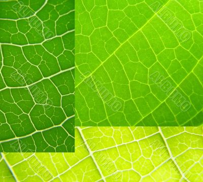 leaf collage green