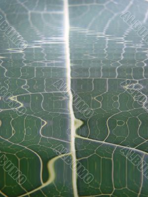 green wave lines