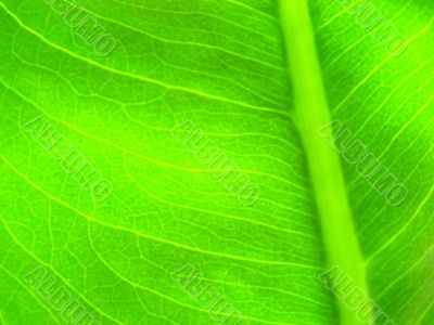 green leaf macro vains bright