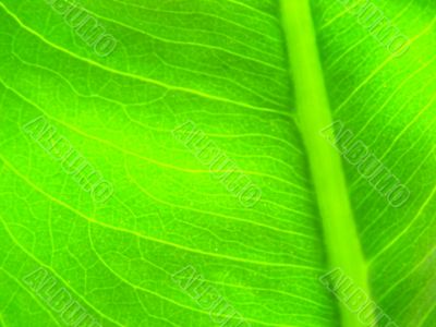 leaf macro lines