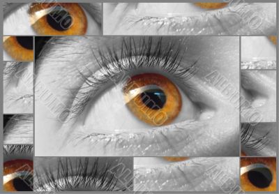 eye collage gray brown macro shots
