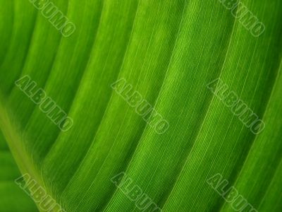 banana palm leaf green dark