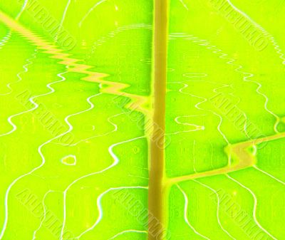 green wave lines