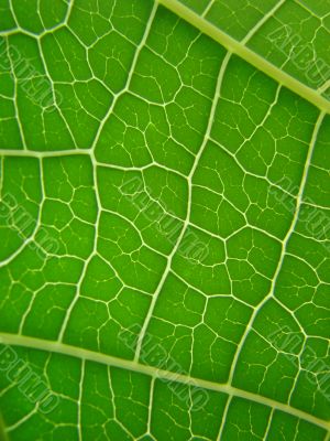 leaf green vains