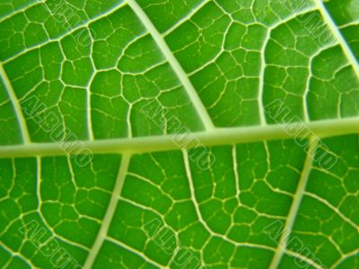 leaf macro lines