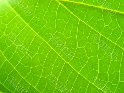 leaf macro lines